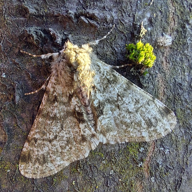Apocheima pilosaria - zöldes tavasziaraszoló