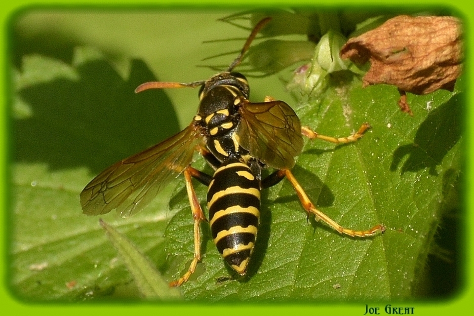 Polistes - papírdarazsak