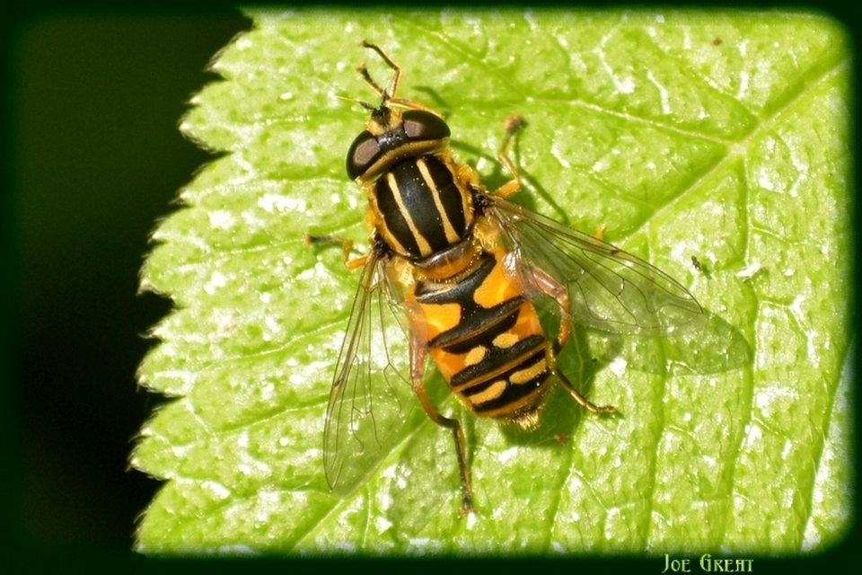 Helophilus pendulus - közönséges mocsárilégy