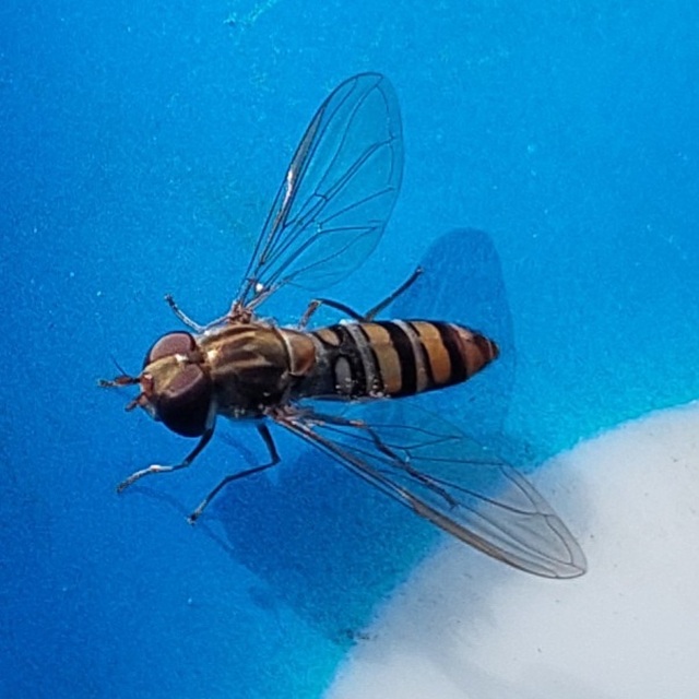 Episyrphus balteatus - ékfoltos zengőlégy