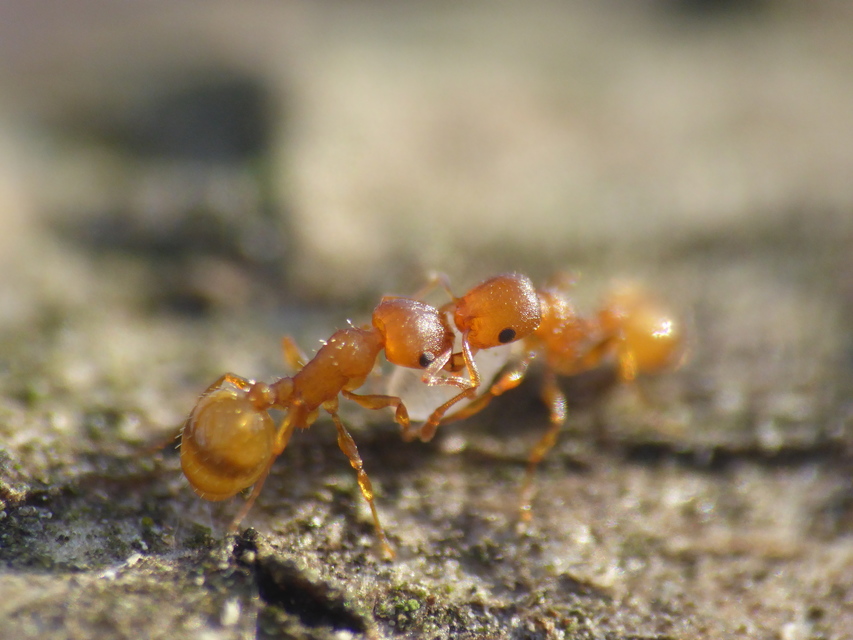 Temnothorax turcicus - sárga kéreghangya