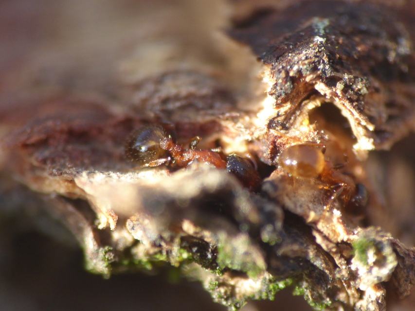 Temnothorax jailensis - fényesfejű kéreghangya