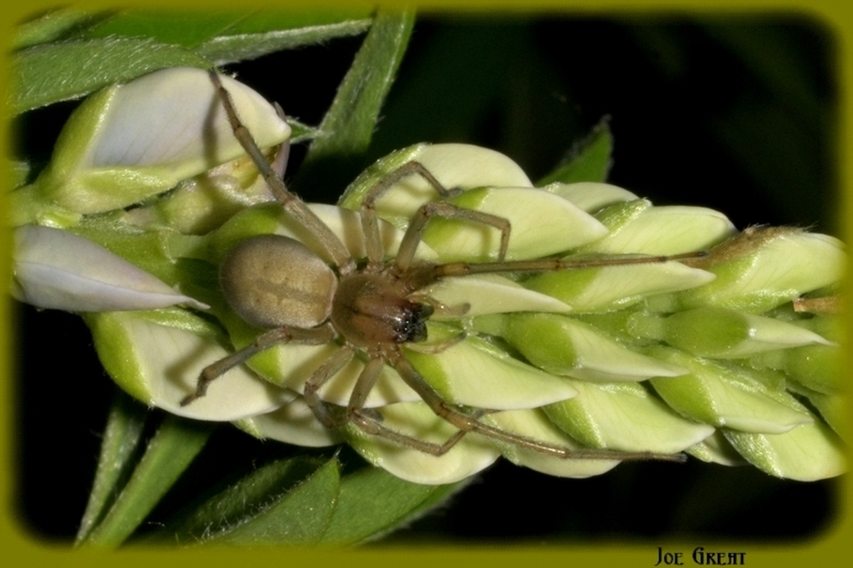 Araneae - Pókok