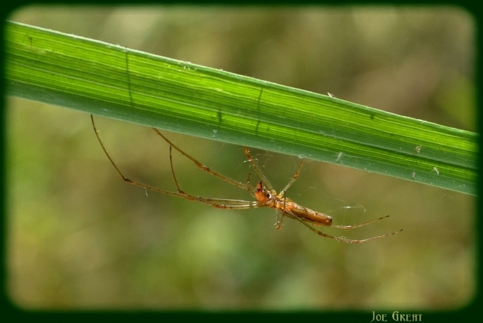 Araneae - Pókok