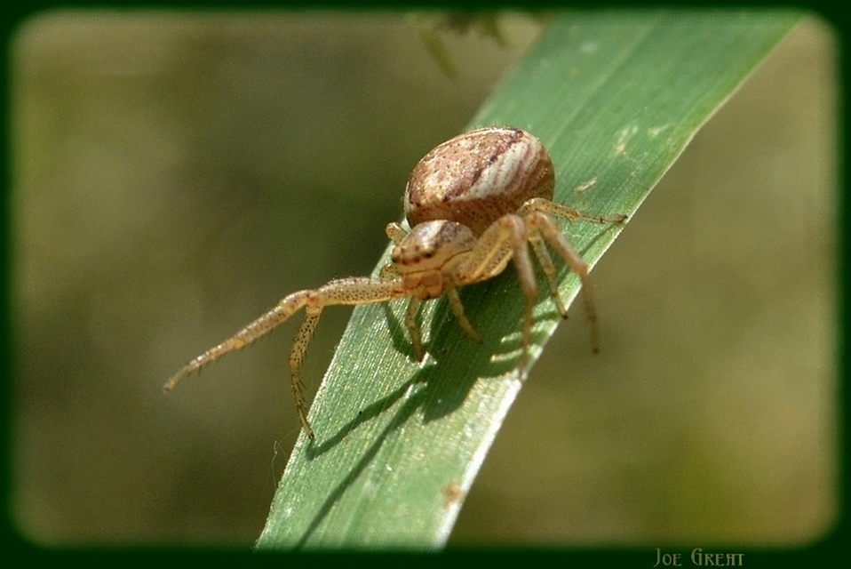 Araneae - Pókok