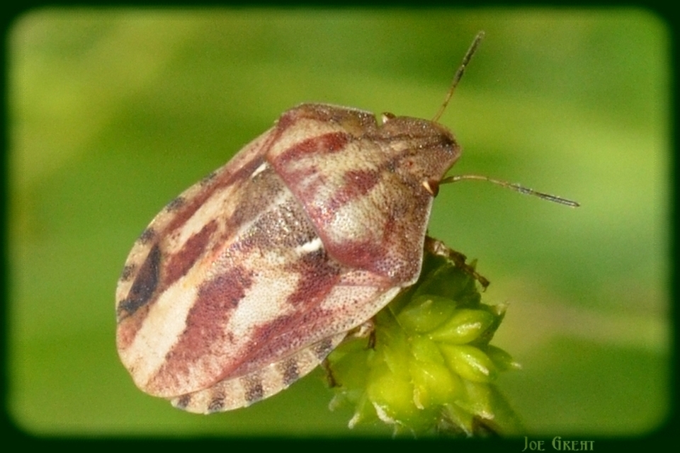 Eurygaster