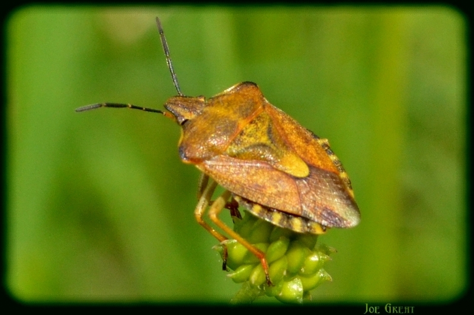 Carpocoris