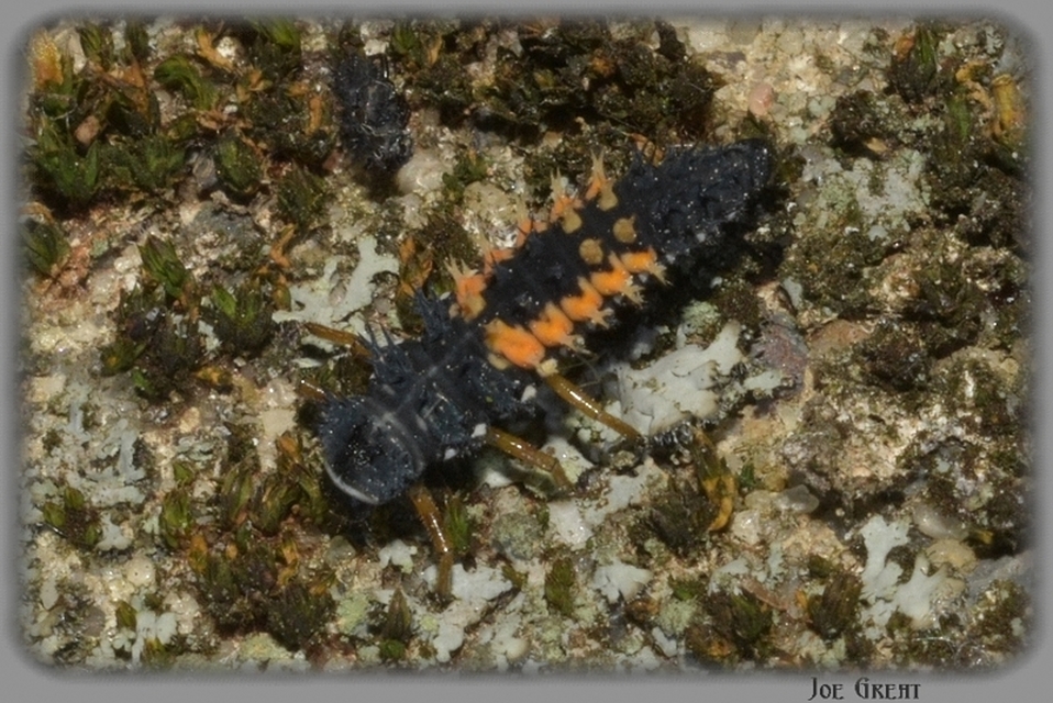 Harmonia axyridis - harlekinkatica