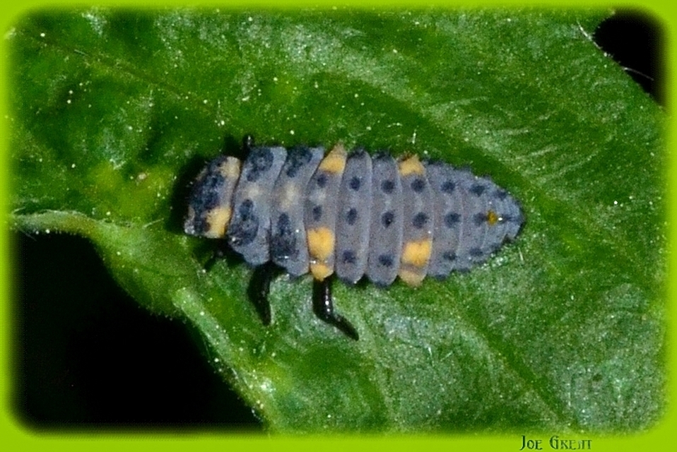 Coccinella septempunctata - hétpettyes katica