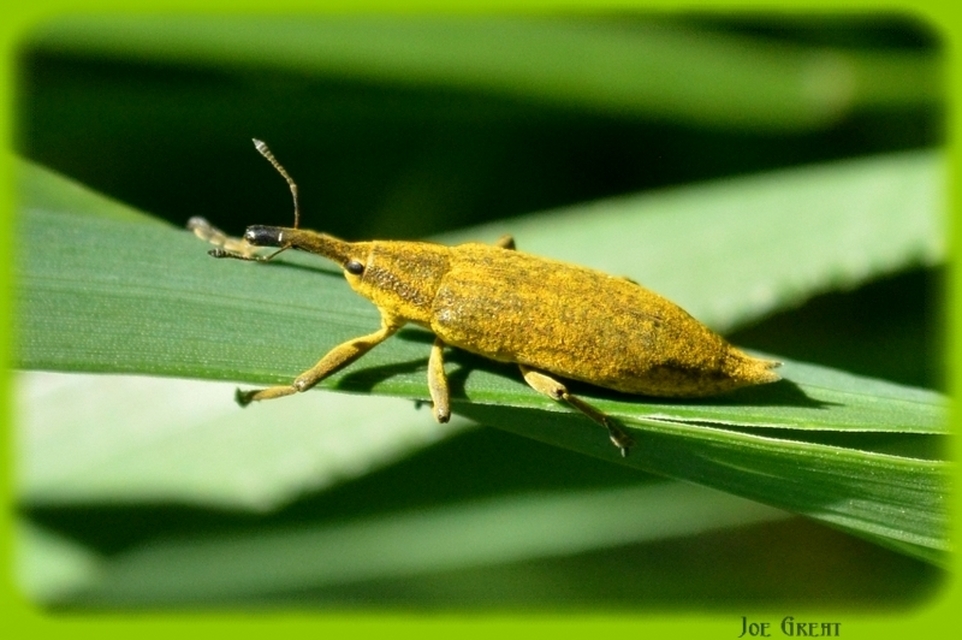 Lixus iridis - bürökfúró dudvabarkó