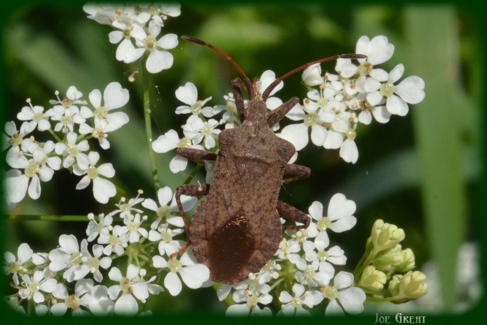 Coreus marginatus - közönséges karimáspoloska