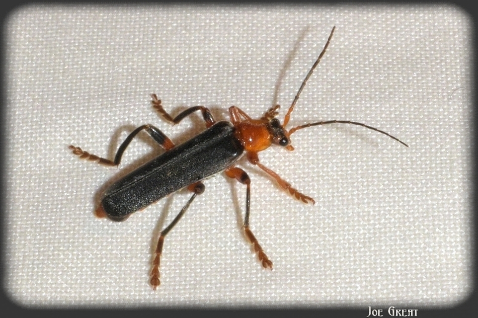 Cantharis livida - mezei lágybogár