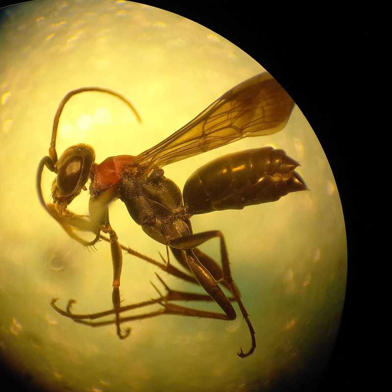 Arachnotheutes leucurus