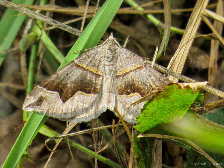 Scotopteryx moeniata - sötétsávos araszoló