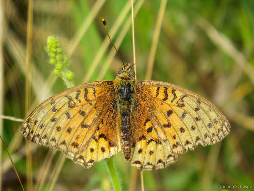 Argynnis aglaja - kerekfoltú gyöngyházlepke