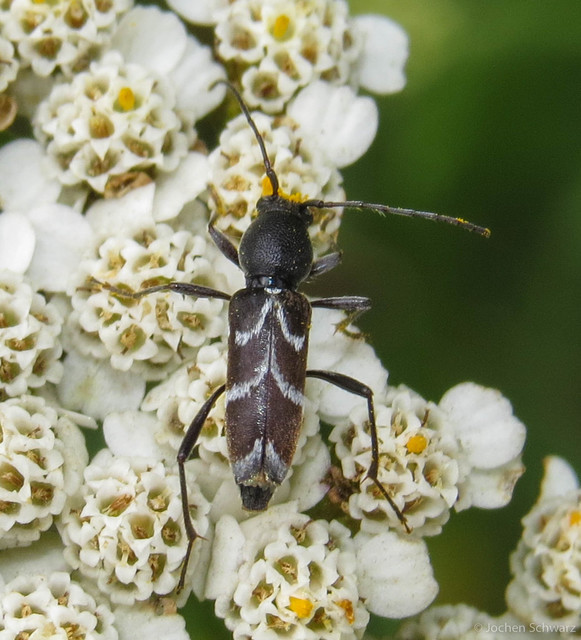 Chlorophorus sartor - feketevállú darázscincér