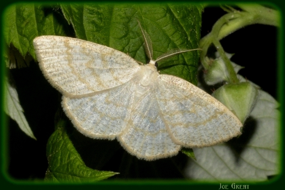 Cabera exanthemata - pettyes égeraraszoló