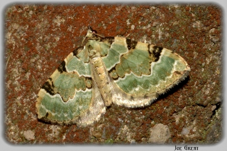 Colostygia pectinataria - zöld levélaraszoló