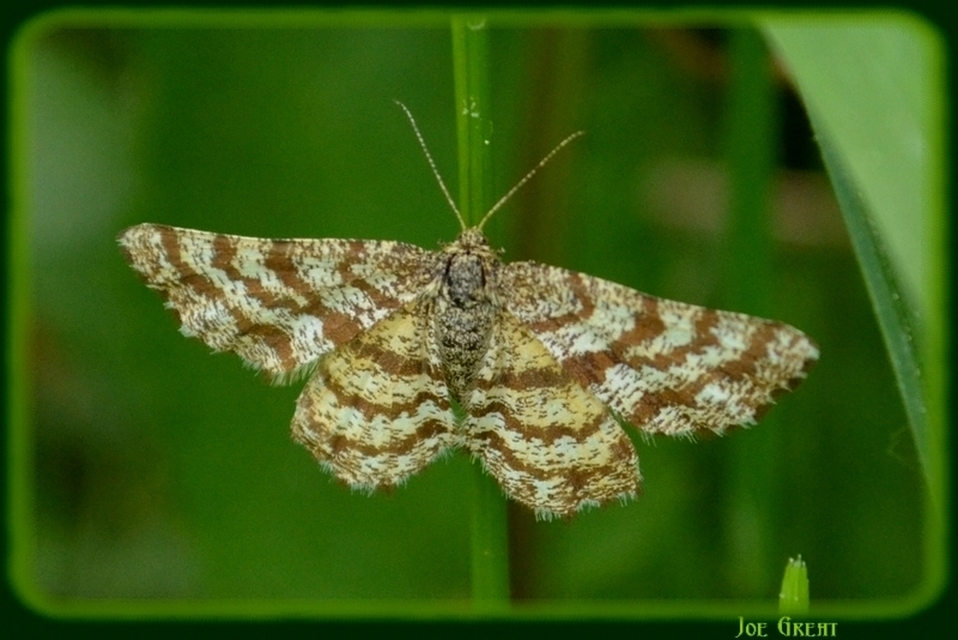Ematurga atomaria - barna rétiaraszoló