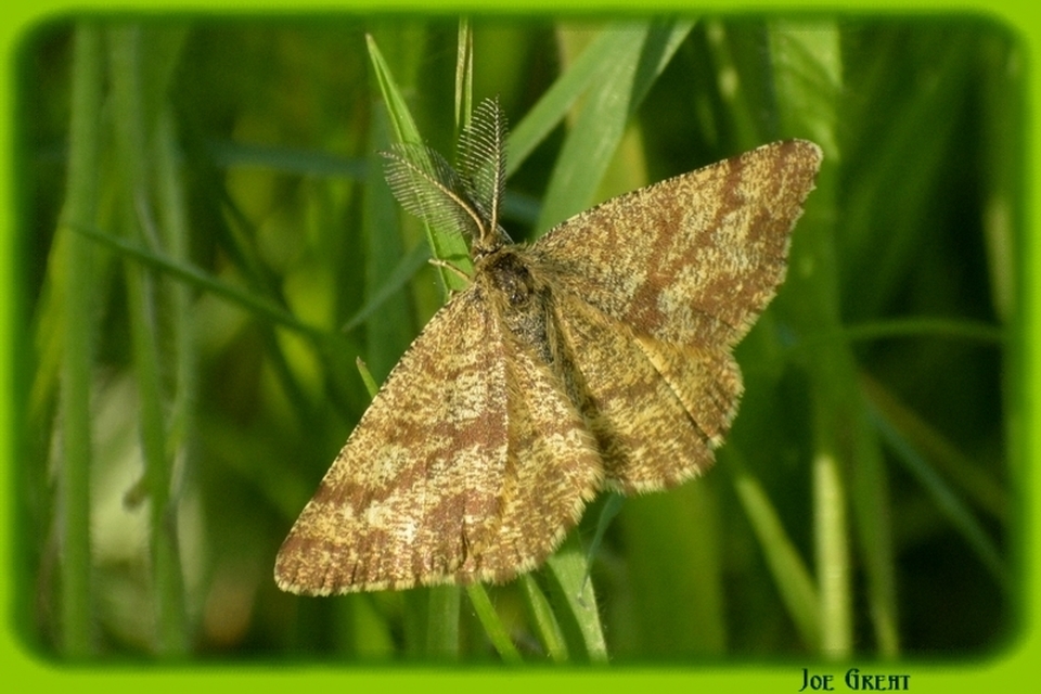 Ematurga atomaria - barna rétiaraszoló