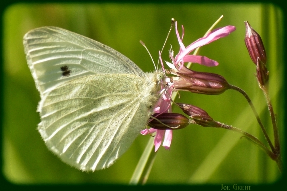 Pieris rapae - répalepke
