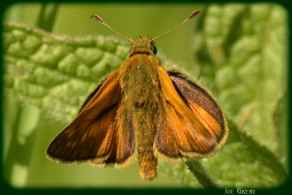 Ochlodes sylvanus - erdei busalepke