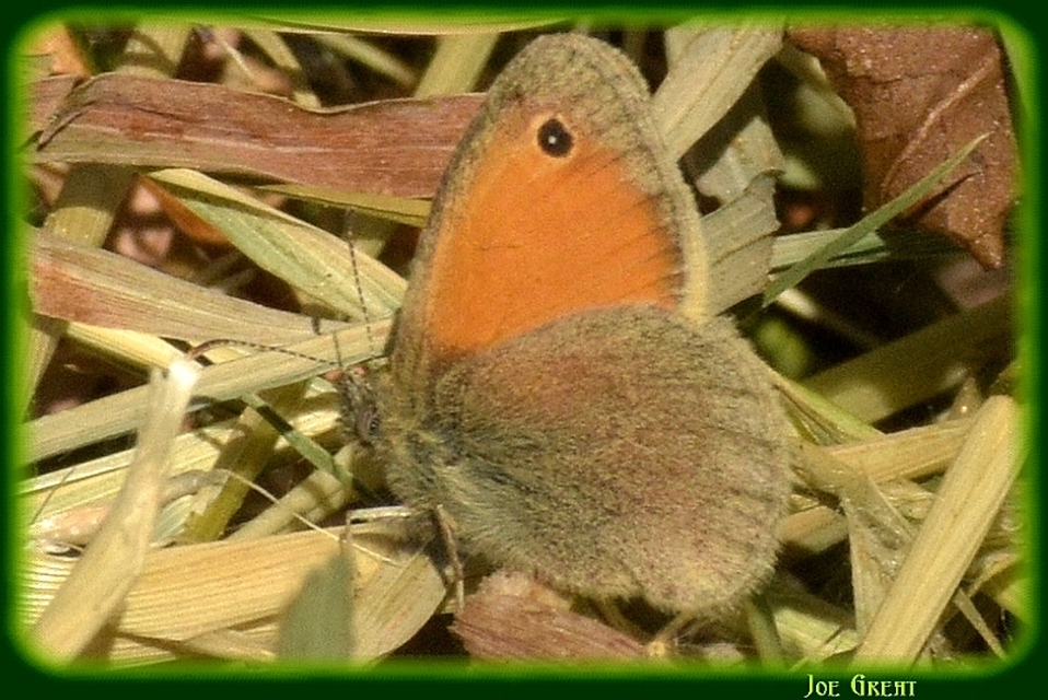 Coenonympha pamphilus - kis szénalepke