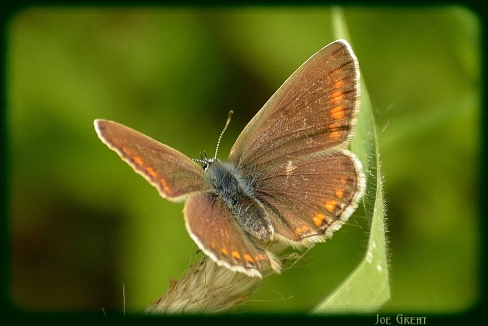 Polyommatus icarus - közönséges boglárka
