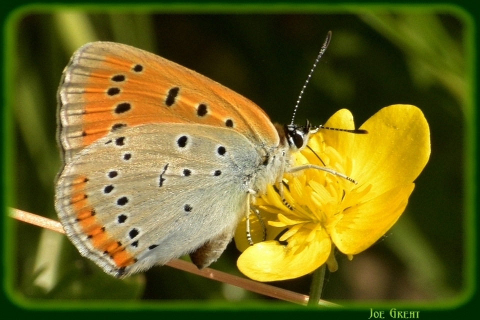Lycaena dispar rutilus - nagy tűzlepke