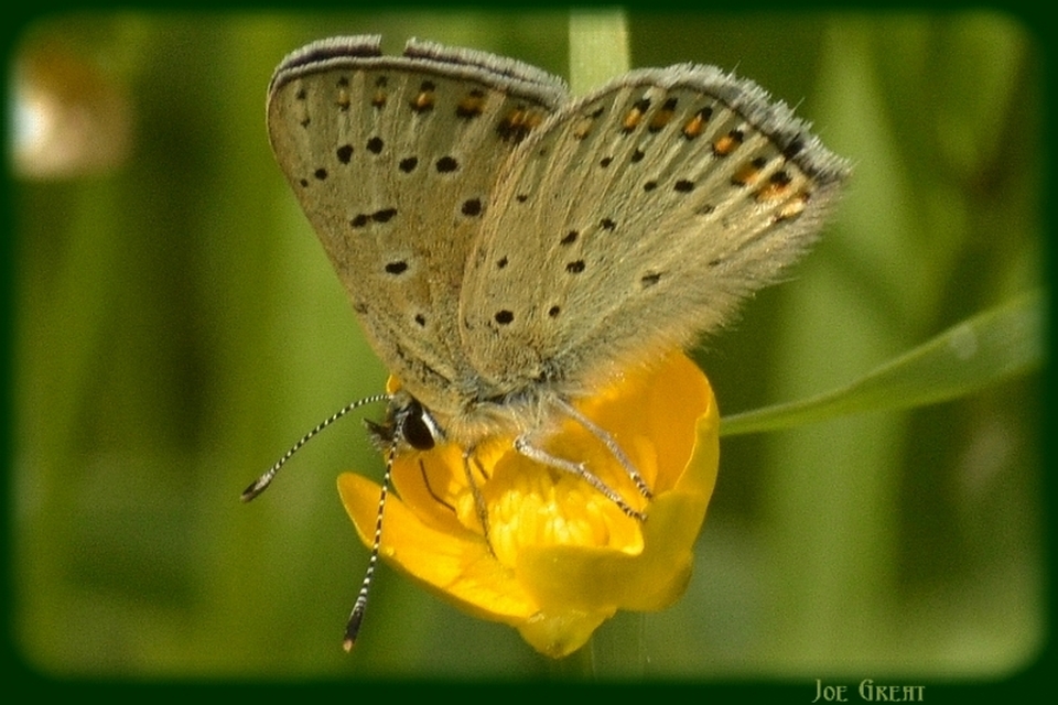 Lycaena tityrus - barna tűzlepke