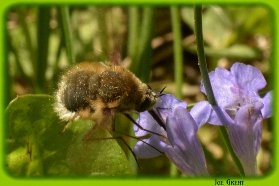 Bombyliidae - pöszörlégyfélék