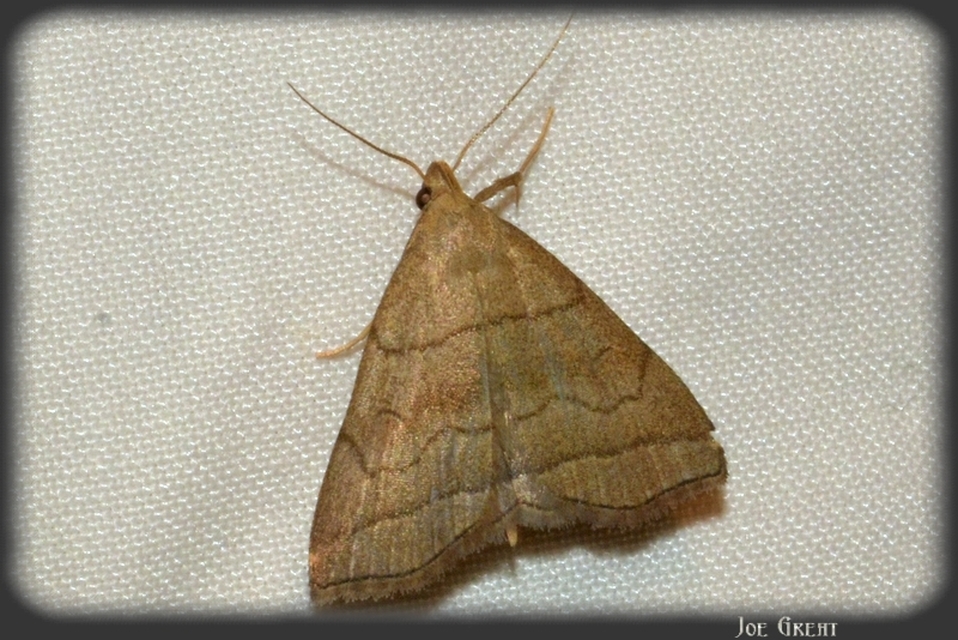 Herminia tarsicrinalis - szőröslábú karcsúbagoly