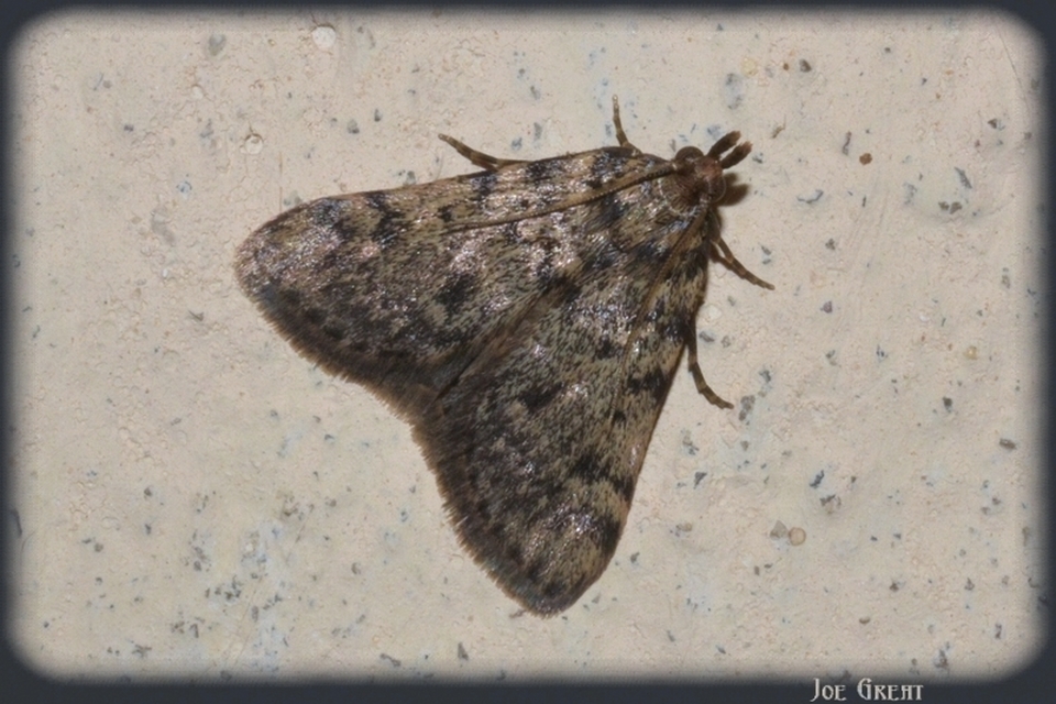 Aglossa pinguinalis - zsiradékmoly