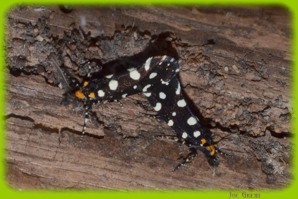 Euplocamus anthracinalis - fésűscsápú korhadékmoly