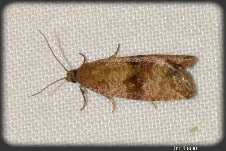 Celypha striana - pitypangfúró tükrösmoly