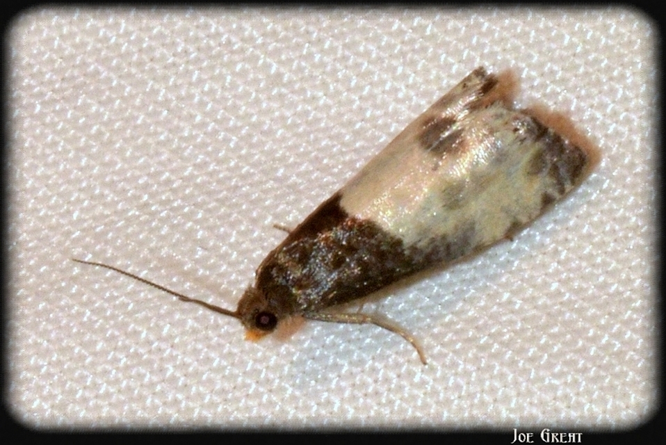 Notocelia cynosbatella - rózsahajtás-tükrösmoly