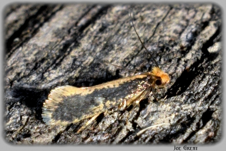 Tineidae - ruhamolyfélék