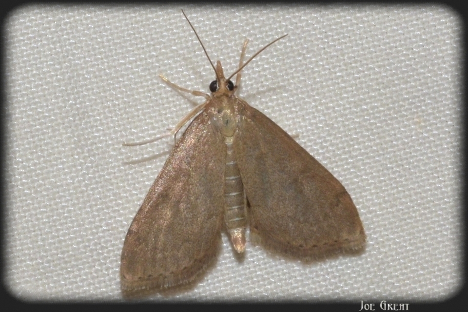 Anania