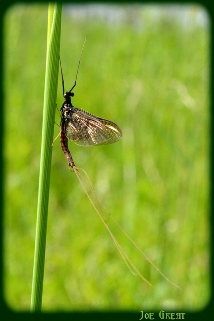 Ephemera vulgata Ephemera vulgata