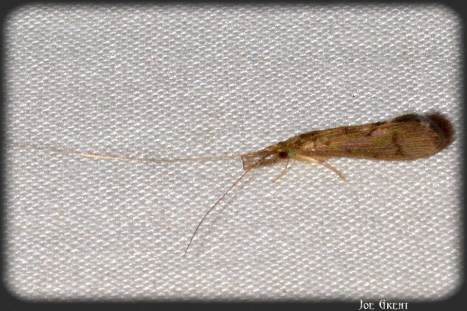 Trichoptera - Tegzesek