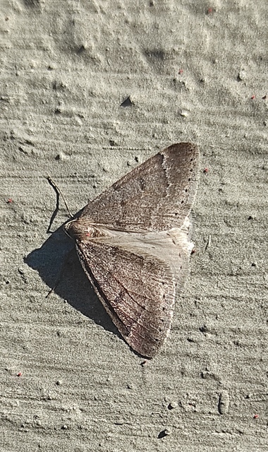 Theria rupicapraria - tavaszi kökényaraszoló
