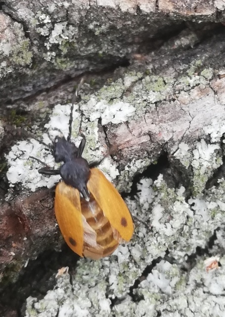 Apalus bimaculatus - kétfoltos élősdibogár