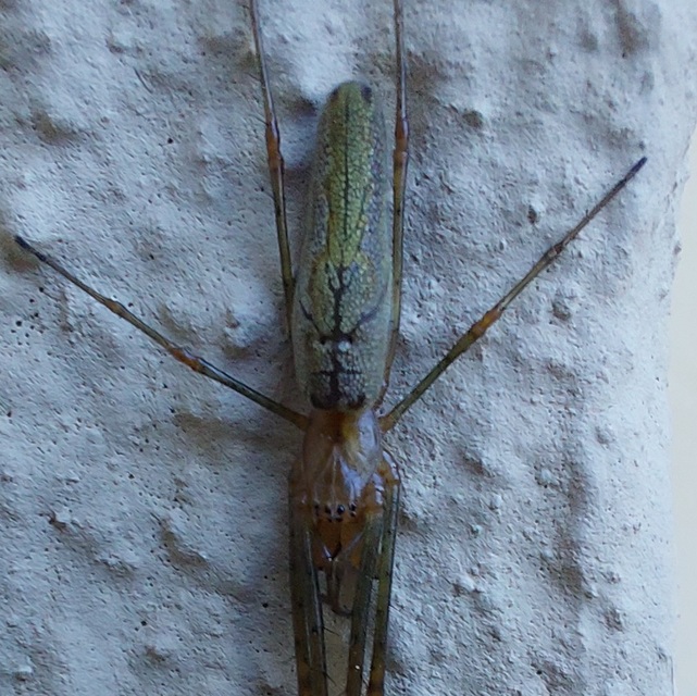 Tetragnatha