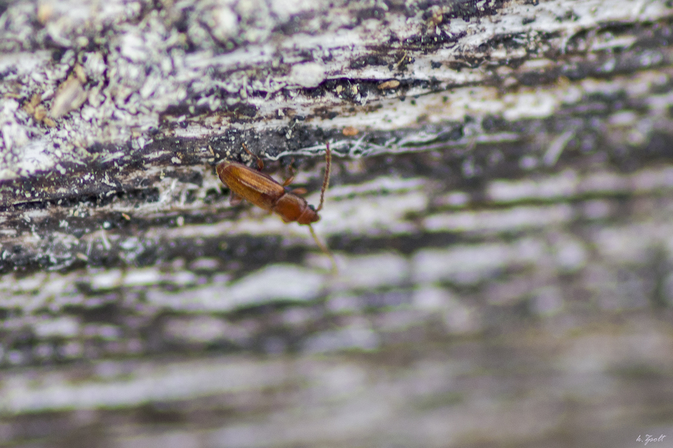 Placonotus testaceus - tölgy-szegélyeslapbogár