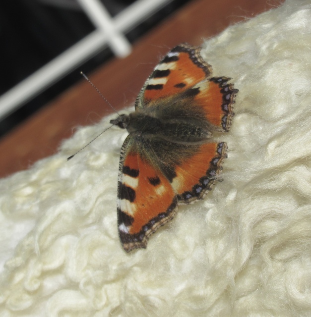 Nymphalis urticae - kis rókalepke