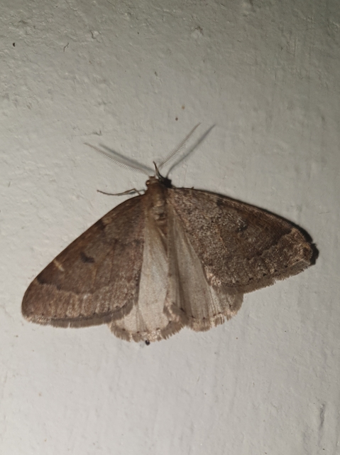 Theria rupicapraria - tavaszi kökényaraszoló