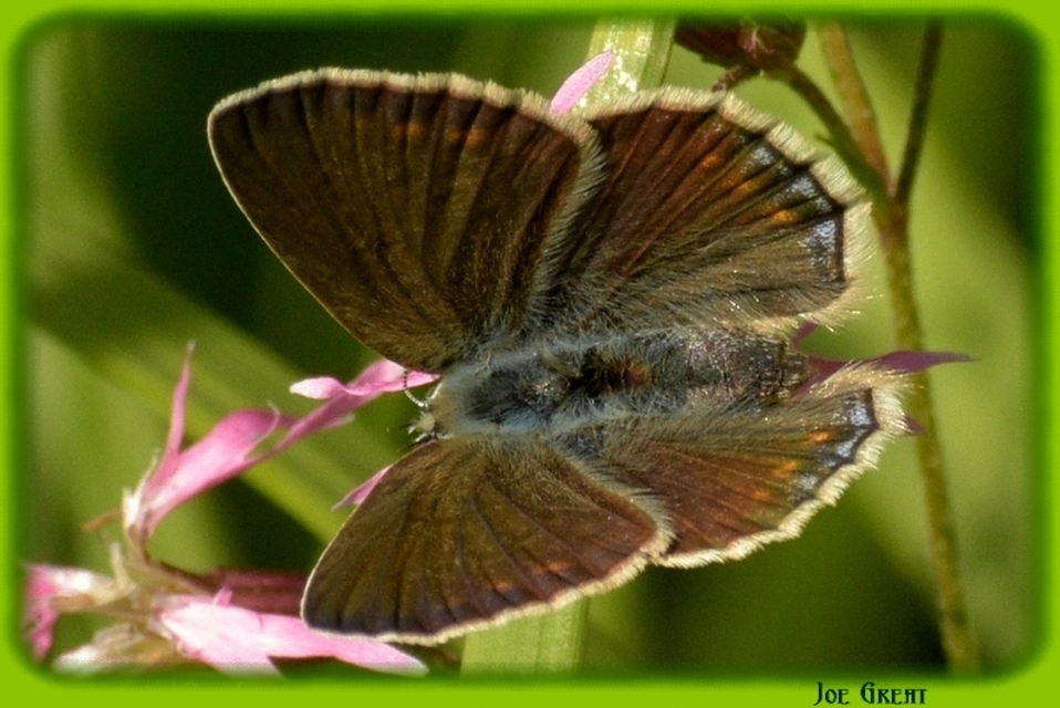 Polyommatus icarus - közönséges boglárka