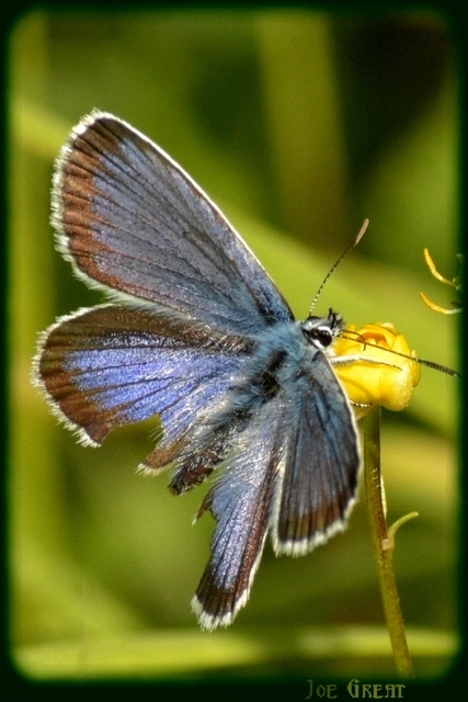 Plebejus argus - ezüstös boglárka