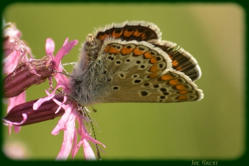 Aricia agestis - szerecsenboglárka
