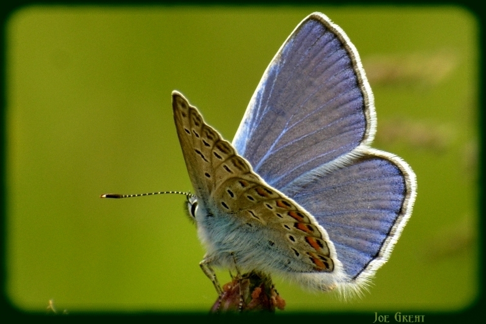 Polyommatus icarus - közönséges boglárka